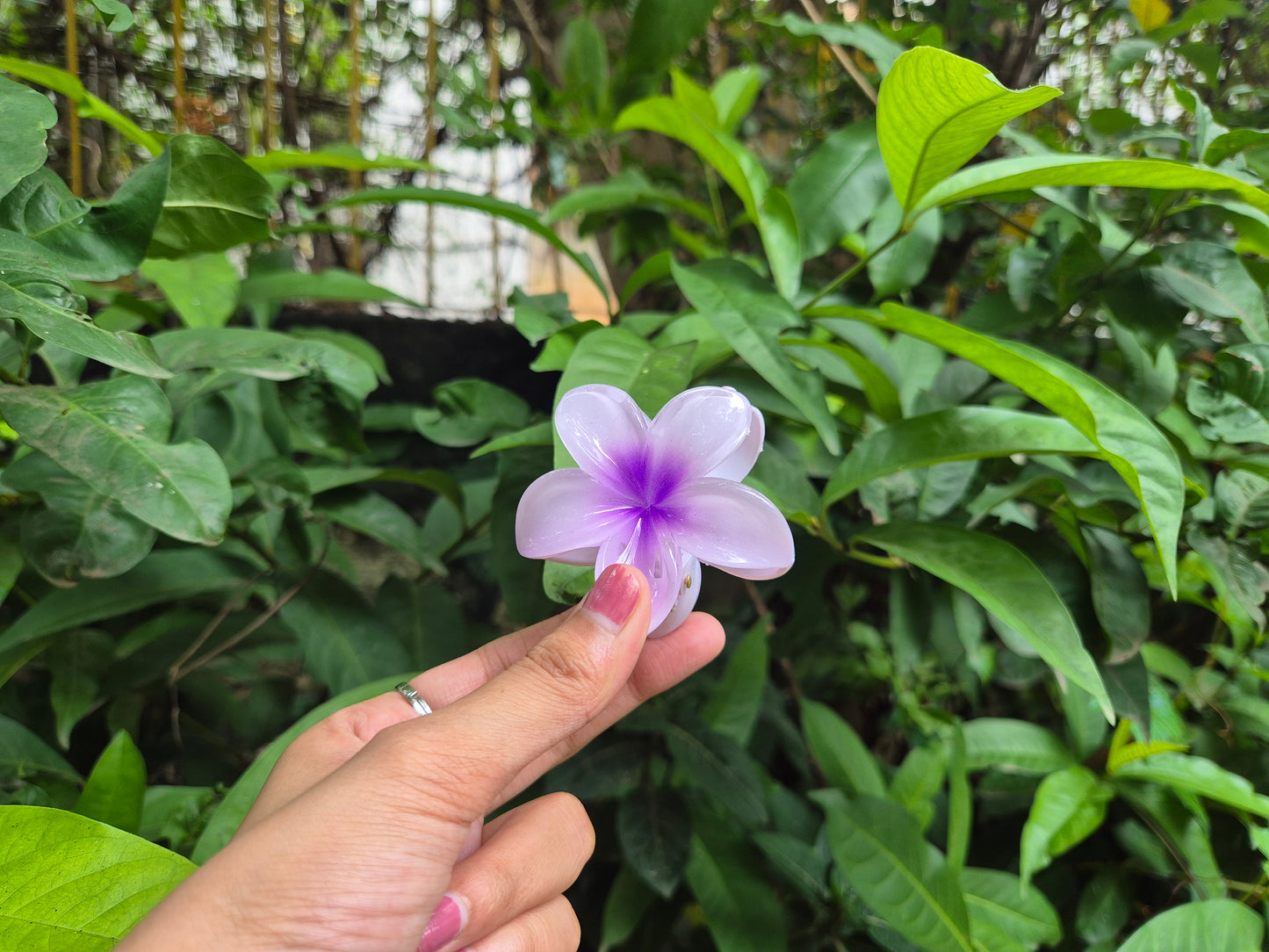 PURPLE KOREAN FLOWER CLAW