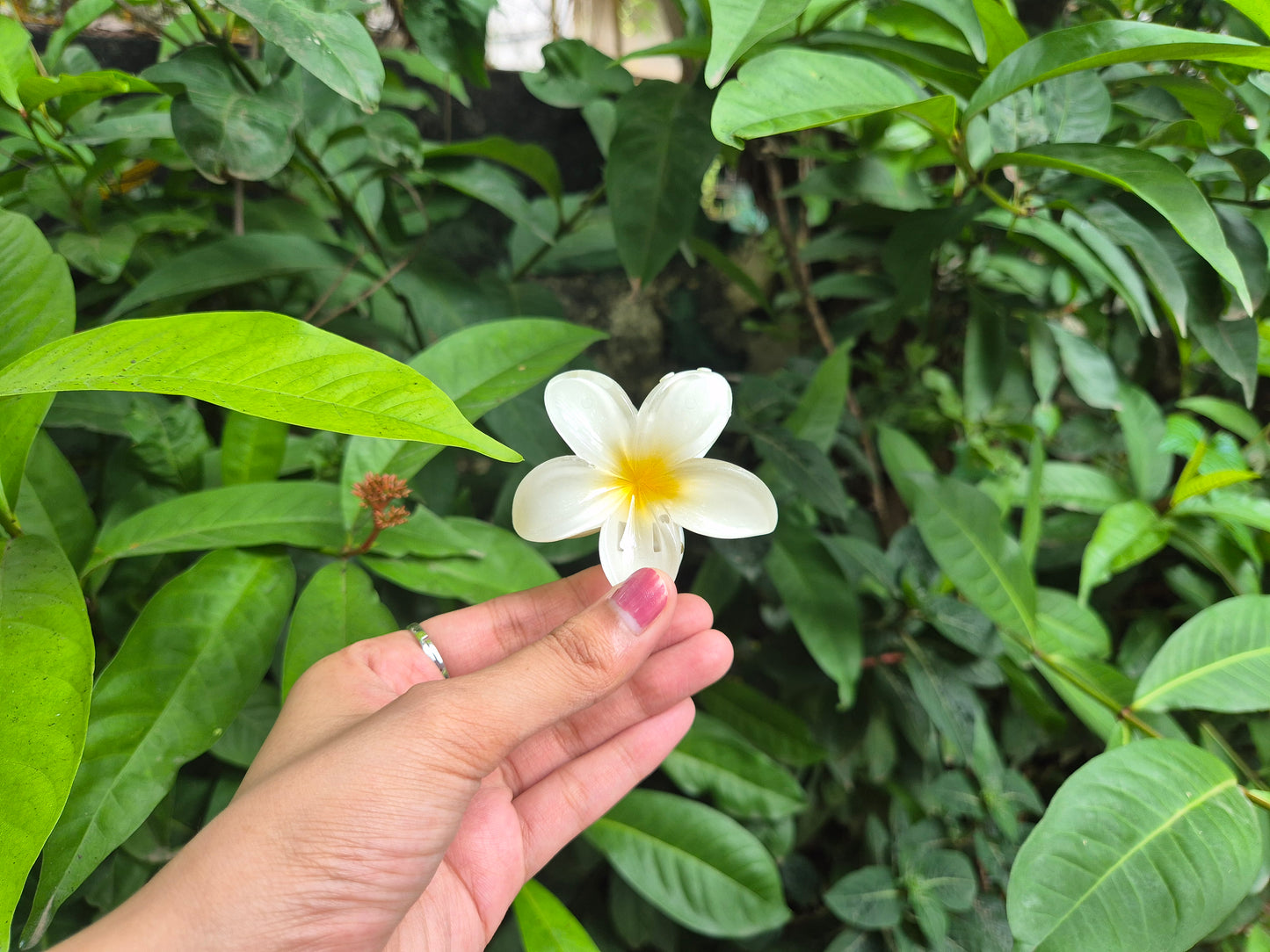 SUNSHINE KOREAN FLOWER CLAW