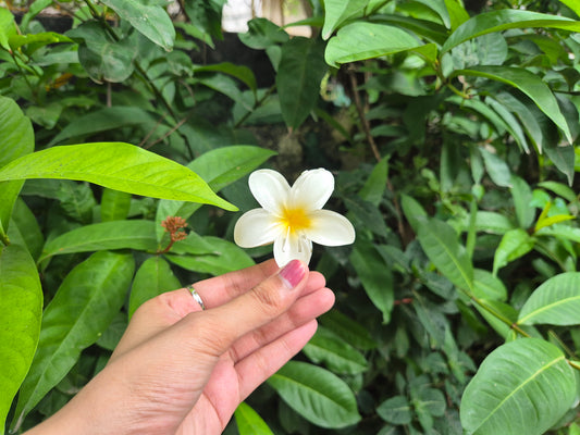 SUNSHINE KOREAN FLOWER CLAW